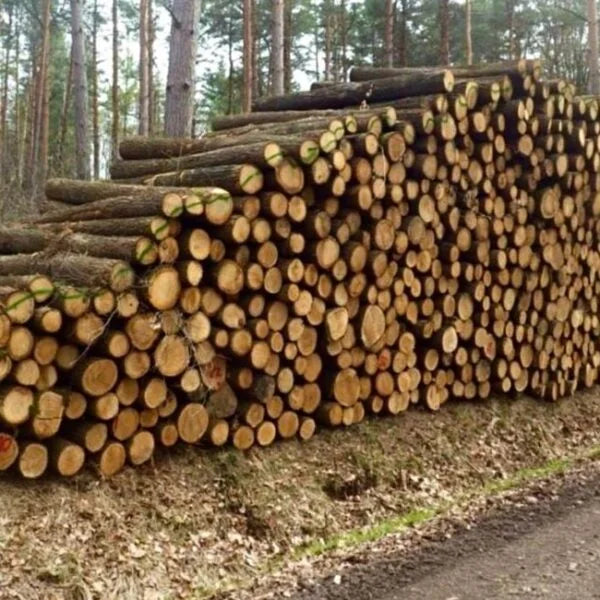 Madera de tronco de roble – Carga completa por camión 50 metros cúbicos – Certificado PEFC